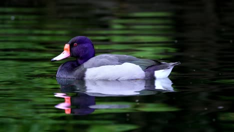 close up shot of a male rosy-billed pochard swimming slowly on the water