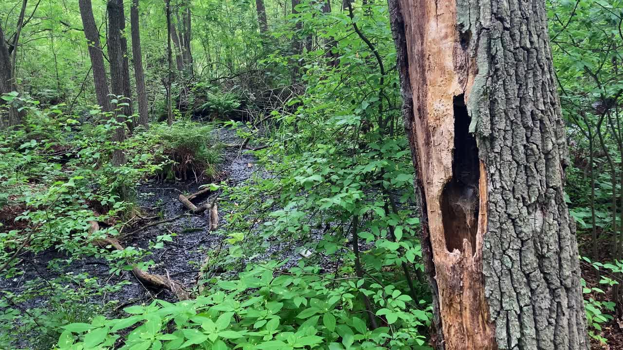 구멍, 나무의 구멍