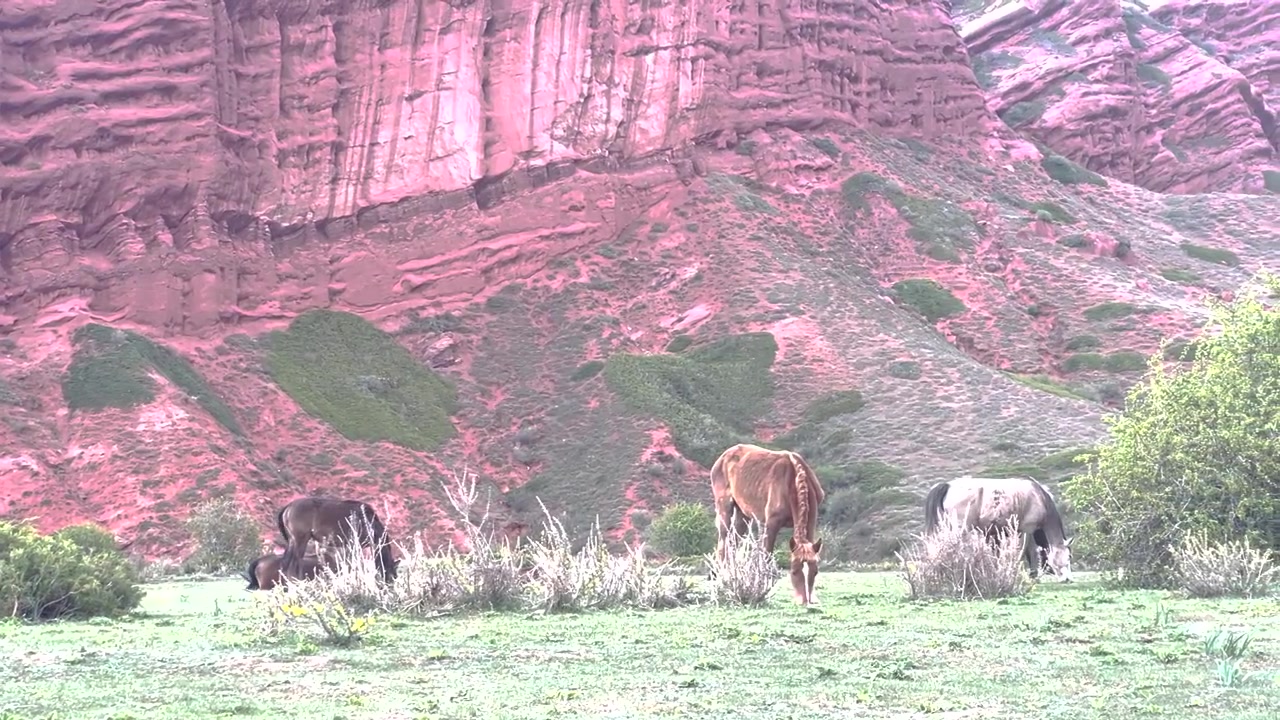 Pferde grasen am Sieben-Bullen-Felsen in der Naturlandschaft von Jeti-Oguz, Kirgisistan.
