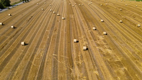 Wide-open-yellow-pasture-with-plenty-hay-bales-drying-in-sun,-fodder-for-cattle