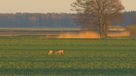 Gruppe-Europäischer-Rehe,-Die-Abends-Auf-Einem-Rapsfeld-Kämpfen,-Goldene-Stunde,-Mittlere-Teleaufnahme