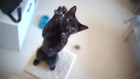 gato jugando con una cuerda en casa en cámara lenta
