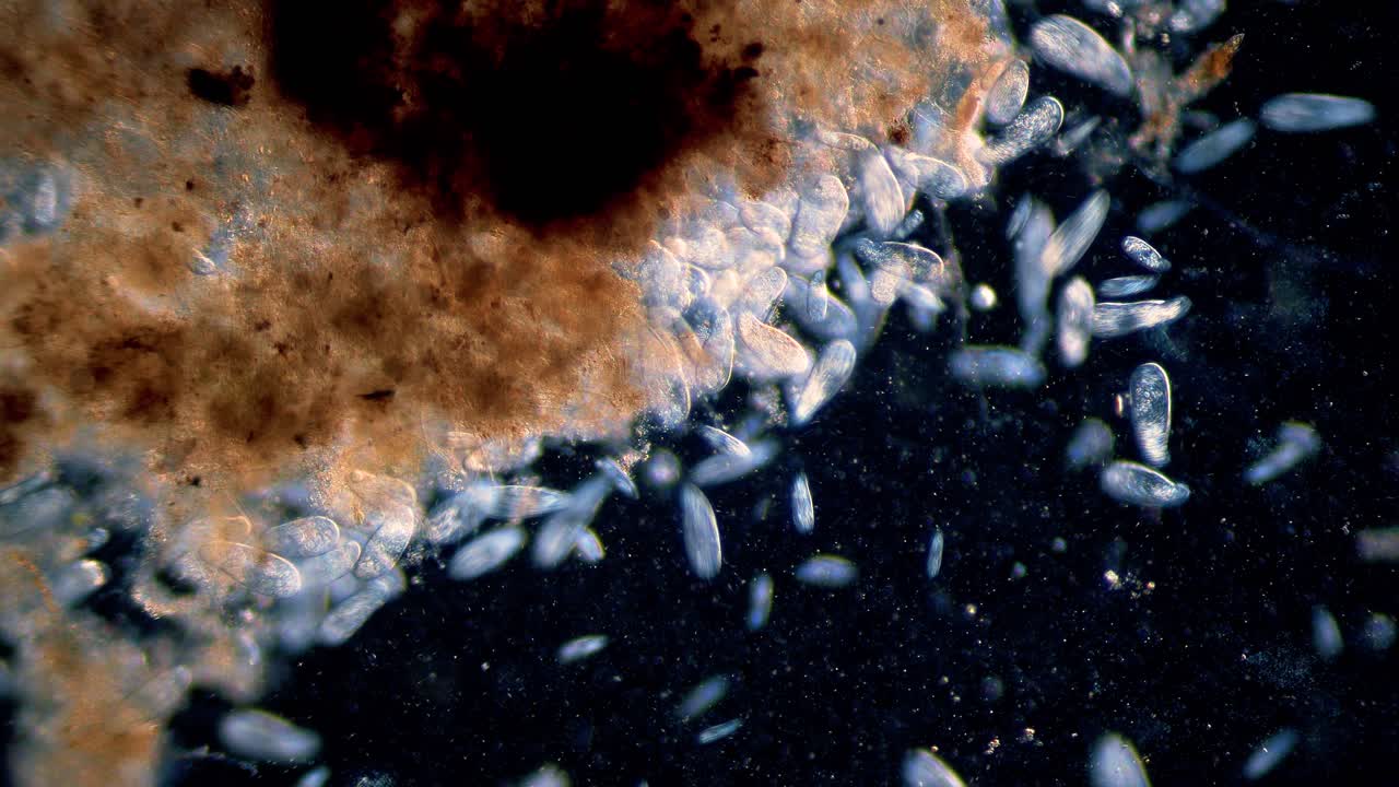 alta densidad de protozoos paramecium unicelulares bajo el microscopio