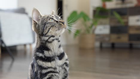 close-up shot of a cat sitting and giving a paw waiting for a treat