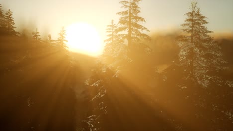 pine forest on sunrise with warm sunbeams