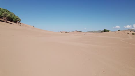 duna de arena inclinada con arbustos altos que crecen esporádicamente a través de un paisaje estéril