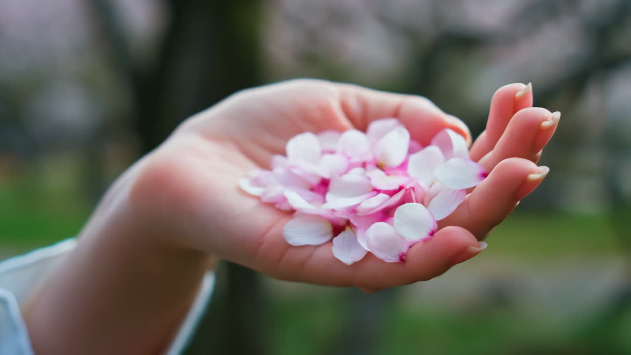 Hand holding cherry blossom petals