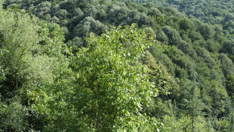 Grüne-Blätter-Im-Wald