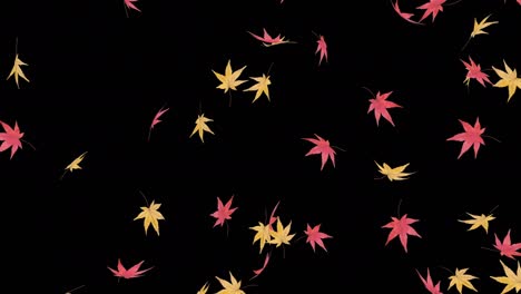 animation of dancing japanese maple leaves, autumn image, black background