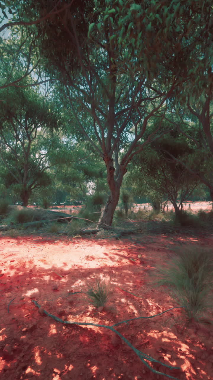 Foresta di sabbia rossa