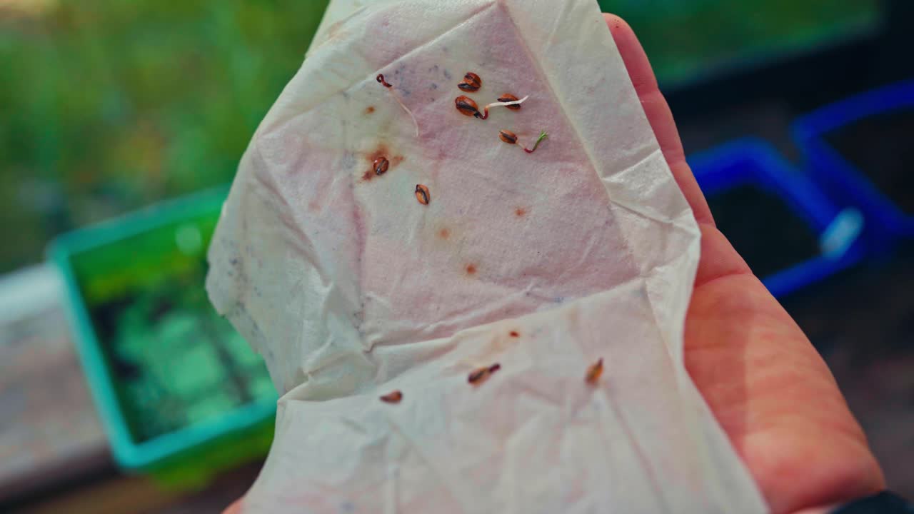 Pre-Germinate Seeds On Tissue Paper Before Planting. - closeup shot