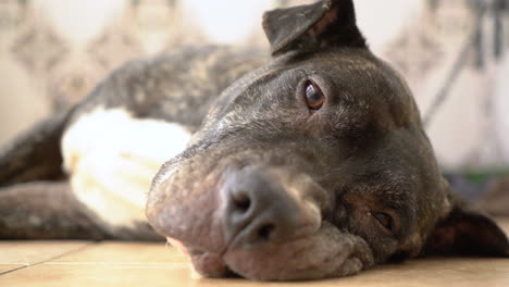 dog lying down