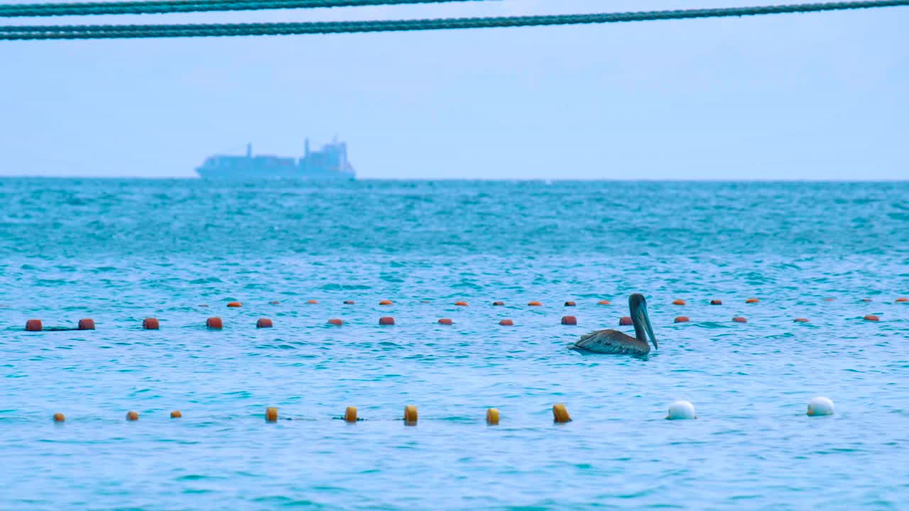 Beach In Curacao - Pelicans Floating In The Water Next To Fishing Net With Ship In The Background - Close-up Shot