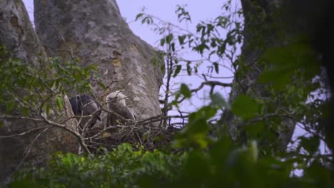 Der-Elternvogel-Der-Harpyie-Bringt-Eine-Beute-Für-Sein-Küken-Zum-Füttern-Und-Zerreißt-Bissen,-Um-Es-In-Der-Nestspitze-Des-Riesigen-Baums-Zu-Füttern