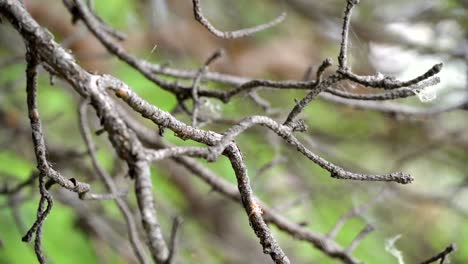 dry tree branches in forest