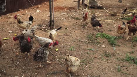 Farmer-man-pouring-feed-to-the-chickens-in-the-barnyard