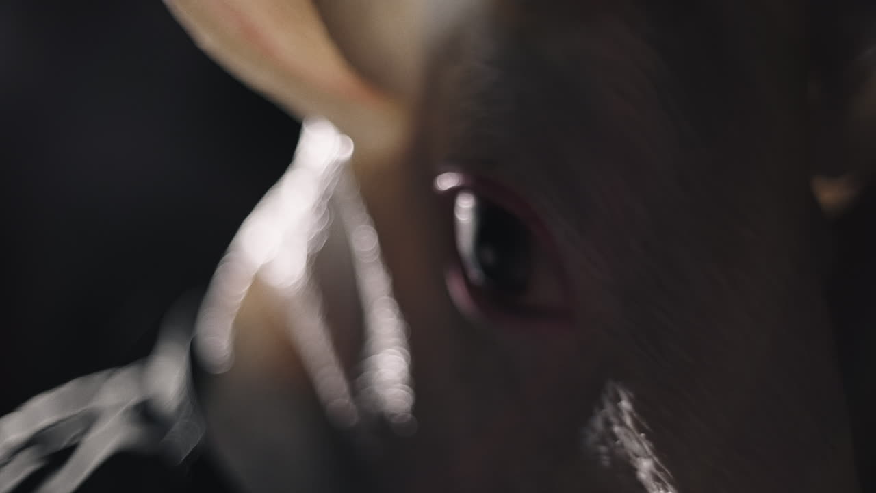 Close-up of a creature mask in low light
