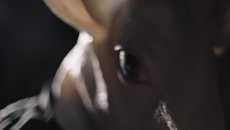close-up of a creature mask in low light