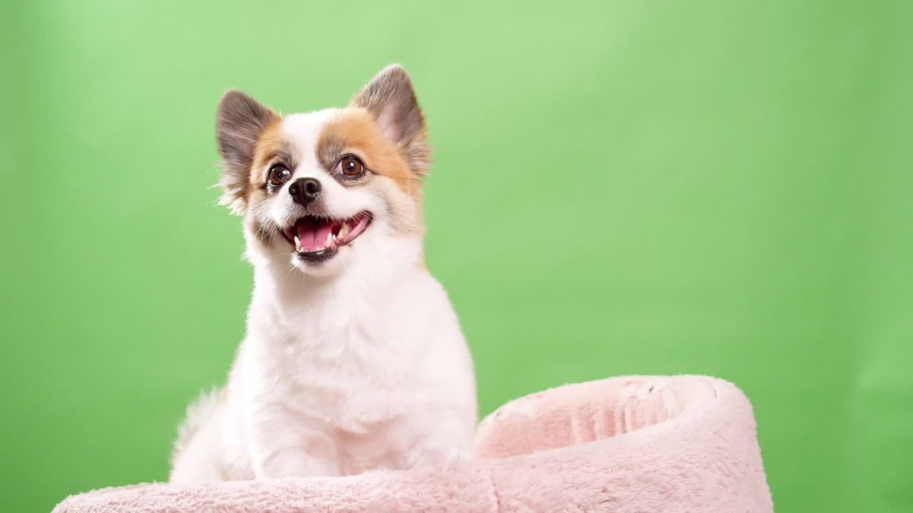 retrato del lindo cachorro esponjoso de pomeranian spitz