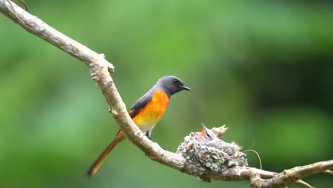 the mother small minivet bird feeding her baby in the nest on a tree branch