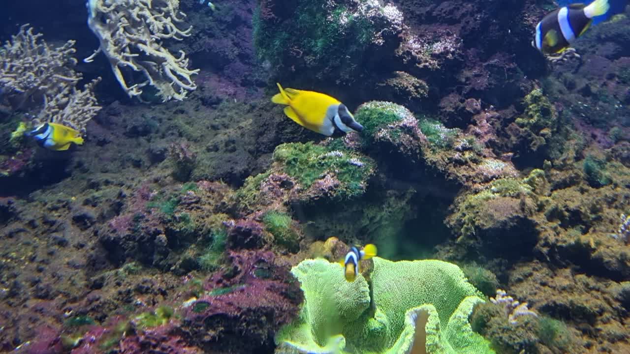 Clownfish interacting with a vibrant green sea anemone on a rocky reef floor in a tropical aquarium