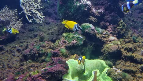 clownfish interacting with a vibrant green sea anemone on a rocky reef floor in a tropical aquarium