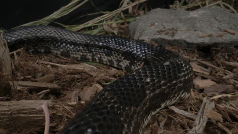 slithering black rat snake in dirt
