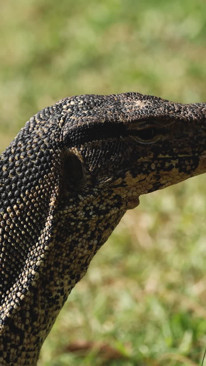자연 서식지에서 움직이는 도마 머리를 모니터