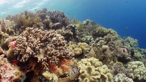 Damisela-De-Cola-Amarilla-Sobre-Un-Arrecife-De-Coral-Densamente-Crecido-Muy-Saludable-En-El-Indo-pacífico,-Variedad-De-Corales-Duros-Y-Blandos,-Agua-Clara-Y-Buena-Visibilidad