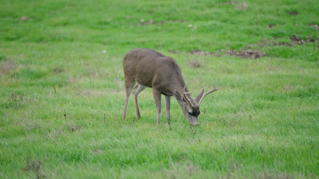 un solo ciervo mula macho comiendo hierba en un gran campo verde