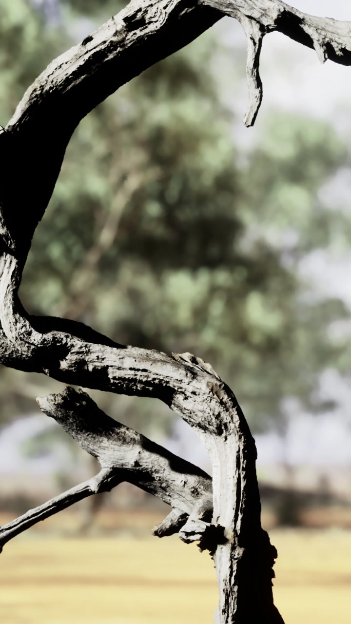 Winding branches create artistic shadows in a serene landscape under daylight