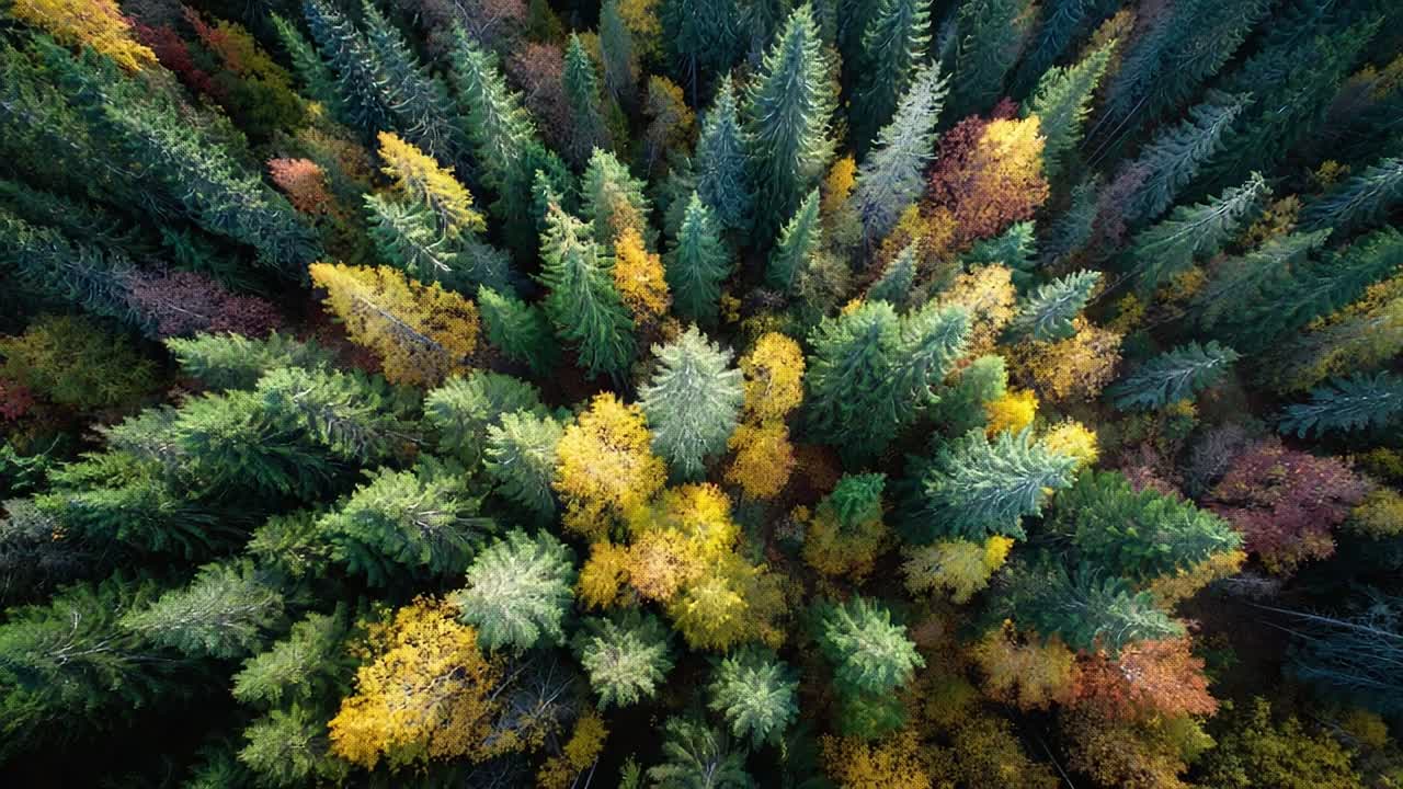 Colorful autumn forest viewed from above showcasing vibrant foliage