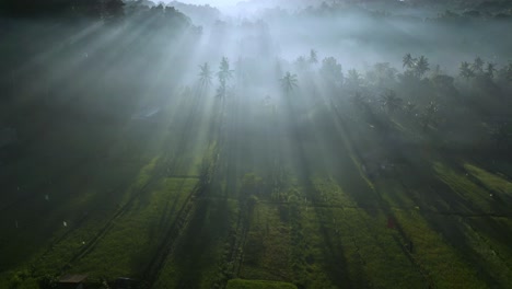 sun rays shining through threes, early morning making, what seems to be a beautiful misty morning scene