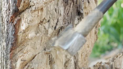 Closeup-slow-motion-shot-of-an-axe-cutting-a-tree