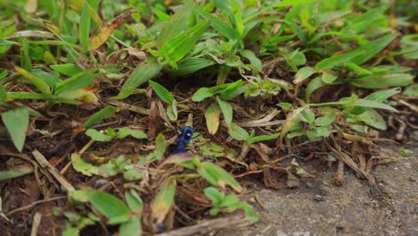 Blaue-Und-Schwarze-Kuhmörderameise-In-Blättern