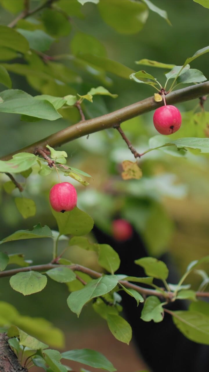 Una donna che indossa abiti scuri e guanti allunga la mano per raccogliere bacche rosse da un ramo d'albero con foglie verdi, concentrandosi sull'interazione tra la mano e il frutto sullo sfondo di un bosco autunnale.