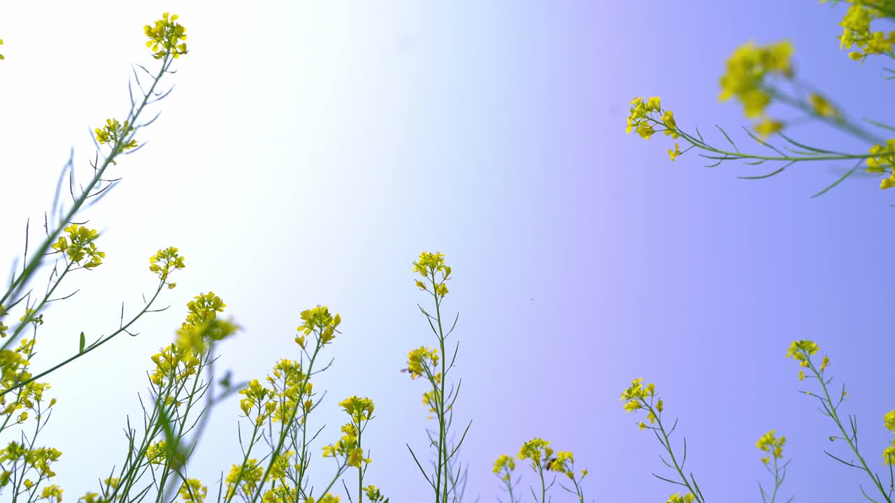 벌들이 광활한 겨자밭의 꽃에서 꿀을 모으고 있다