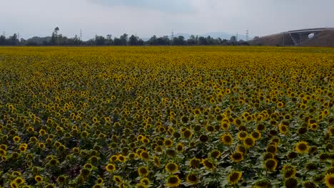 Drone-flight-over-yellow-blooming-sunflower-field-and-cloudy-sky