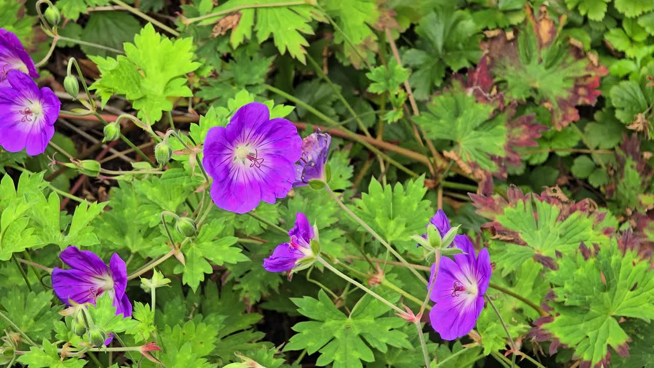 Purple geranium flowers with green foliage growing densely in a summer garden setting
