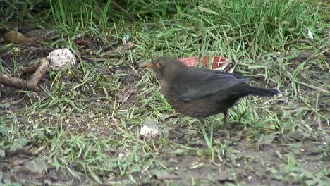 Amselweibchen-Unter-Einem-Baum,-Der-Sich-In-Einem-Garten-In-Oakham,-Einer-Stadt-In-Der-Britischen-Grafschaft-Rutland,-Von-Einem-Weggeworfenen-Fettball-Ernährt