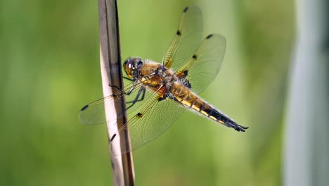 Macro-shot-of-beautiful-dragonfly-outdoor-in-nature-during-sunny-day,static
