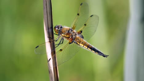 macro shot of beautiful dragonfly outdoor in nature during sunny day,static