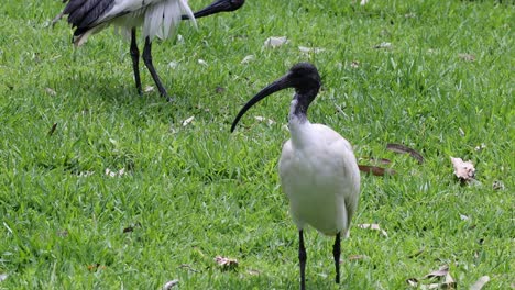 sequence of ibis birds moving and pecking in grass