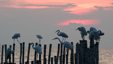 The-Great-Egret,-also-known-as-the-Common-Egret-or-the-Large-Egret