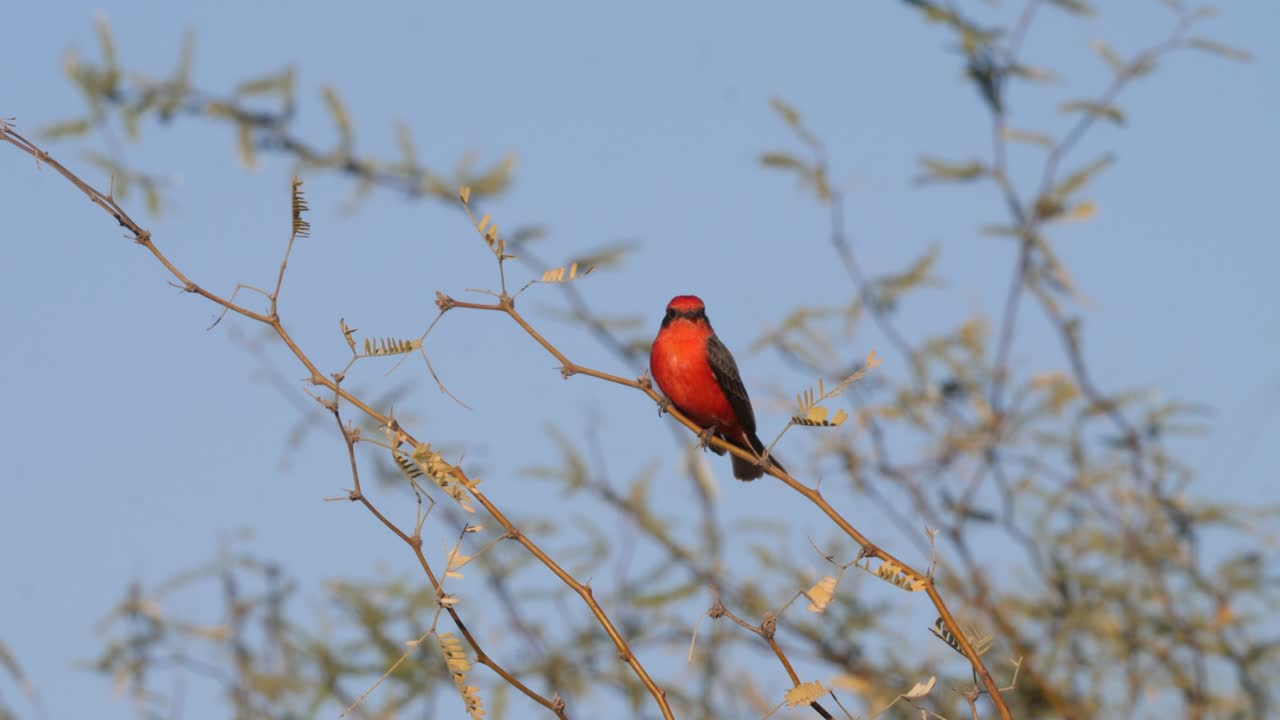 la mosquitera vermilion se lanza desde las ramas para volar.