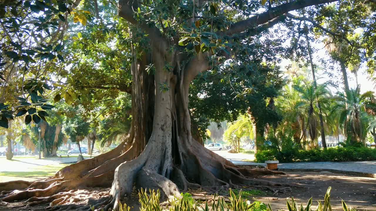 panorámica sobre el árbol de banyan en el parque durante el día soleado