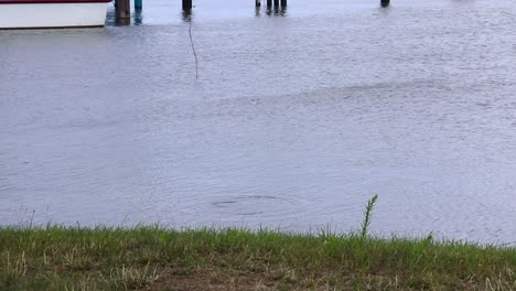 bird on the water starring around and going underwater for a few seconds and then coming back at the surface