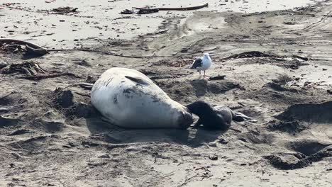 handheld telephoto close-up shot of an elephant seal mother and newborn baby at the piedras blancas beach in san simeon, california. 4k