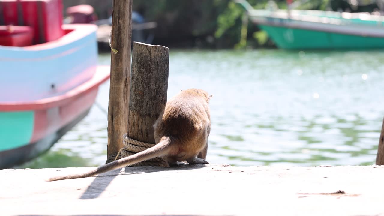 A monkey grooms itself on a wooden dock.