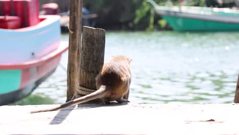 a monkey grooms itself on a wooden dock.